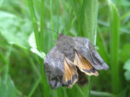 Noctuelle frangée